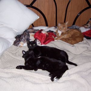 Meet your Posher, Barb